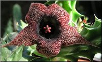 Huernia verekeri foncee photo 1